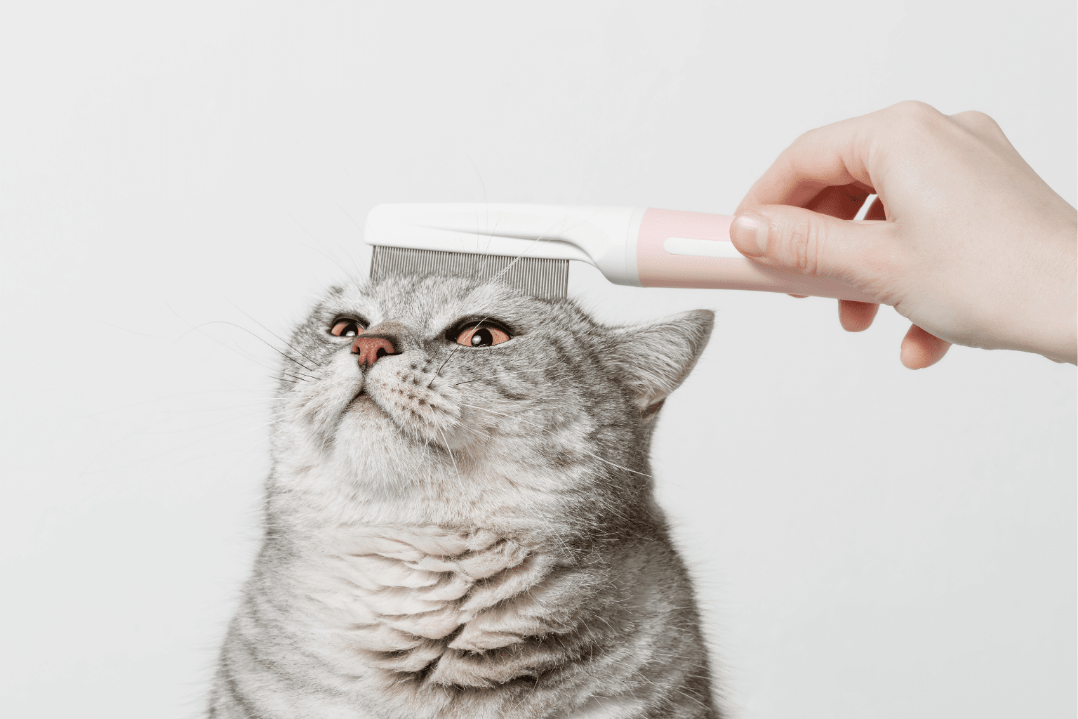 Grooming Kitten 101: Gentle Steps for Happy Cats