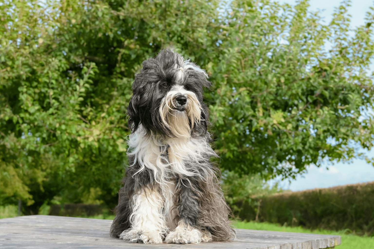 Best Flea Medicine for Dogs - Complete Pet Parent Guide