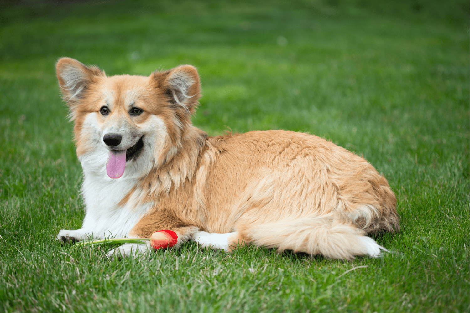 Dog Diarrhea Help: Whats Normal & Natural Care