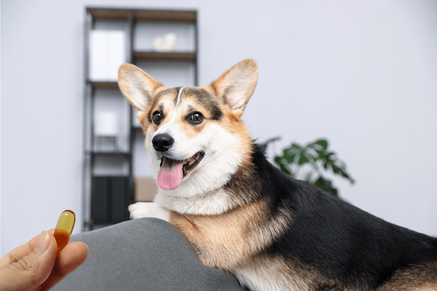 Fish Oil To Dogs: Is It Really Good For Your Pup?