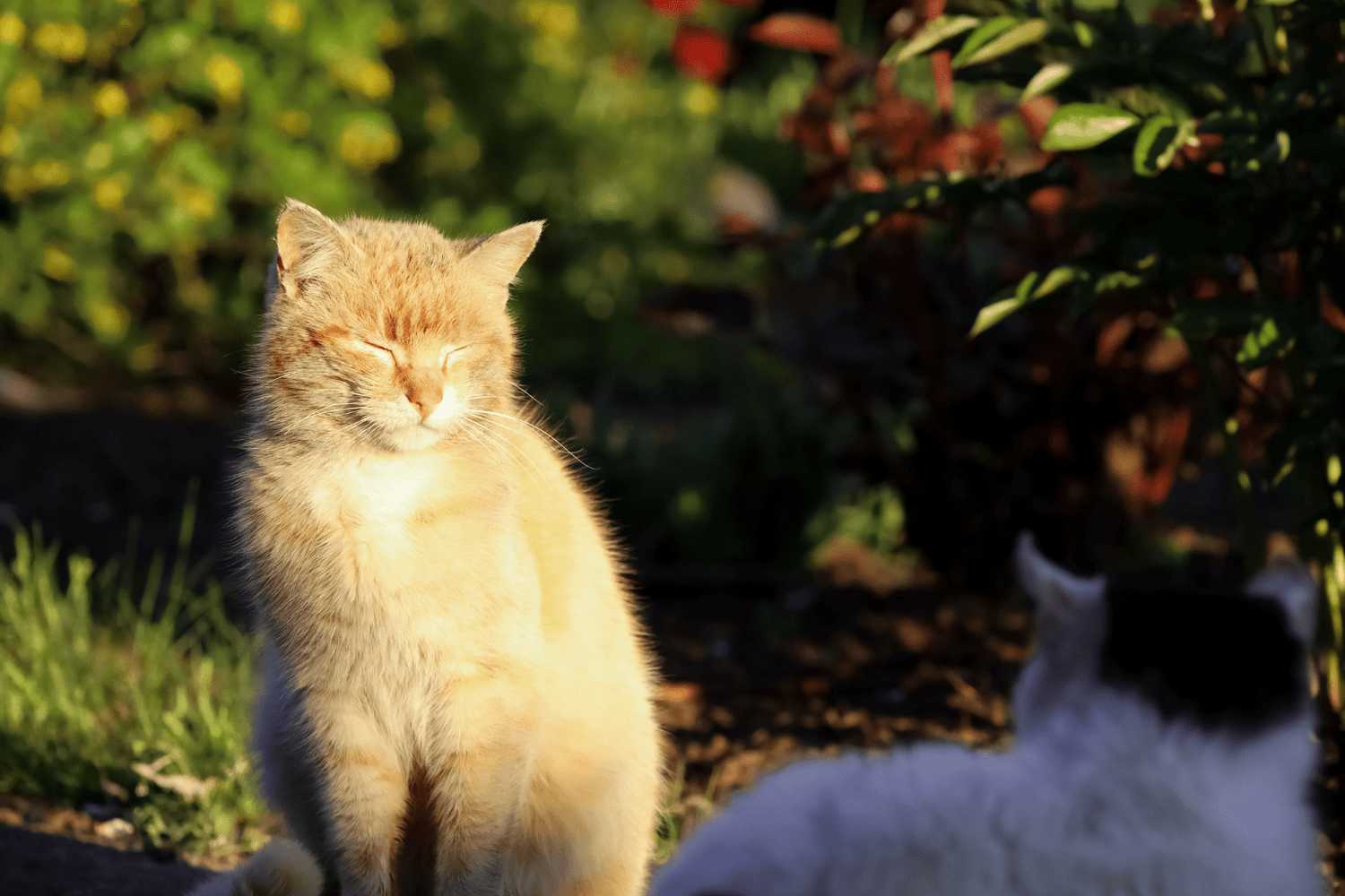 Cystitis In Cats Home Remedies That Actually Work