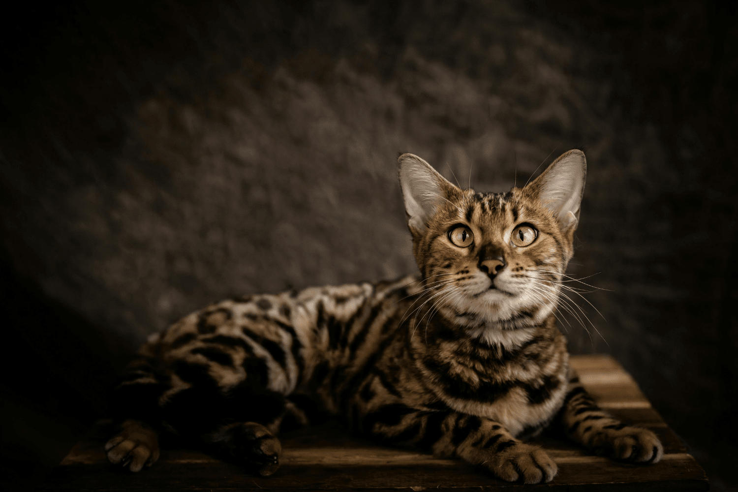 Wellness CORE Cat Food Reviews: Real Pet Parent Guide