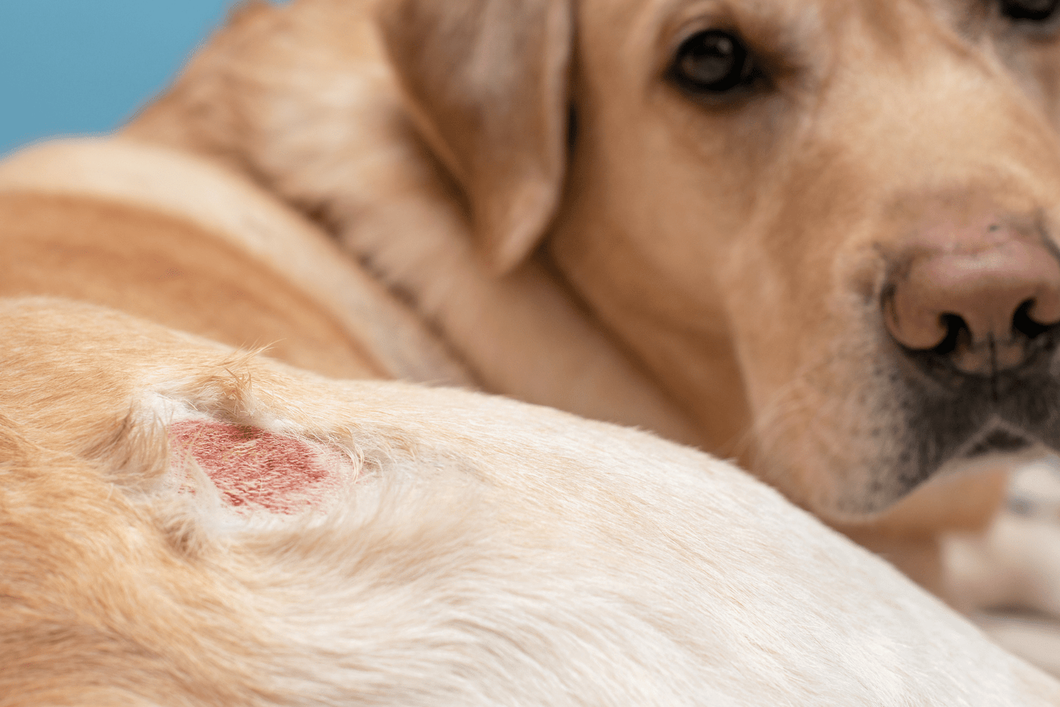 Natural Hot Spot Treatment For Dogs That Actually Works