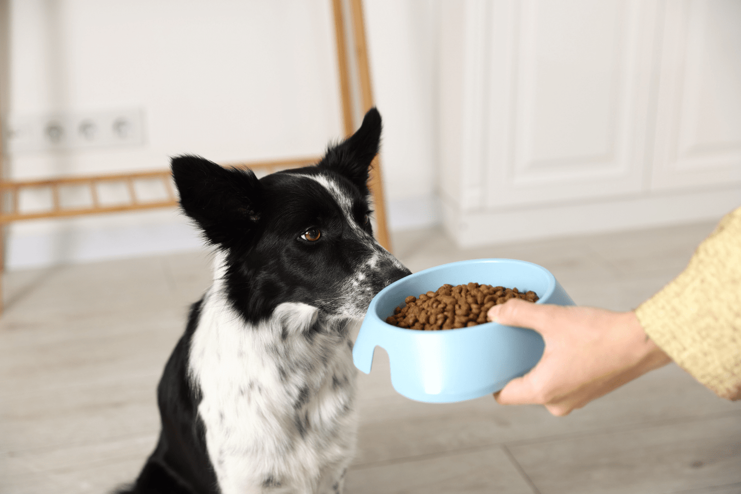 Dogs Eating Cat Food? Safe Solutions That Work