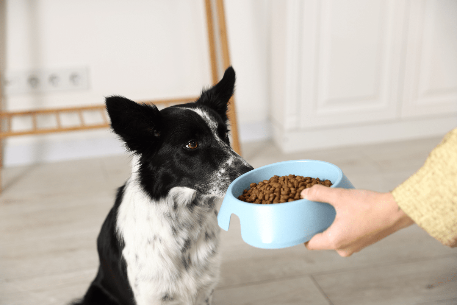 Dogs Eating Cat Food? Safe Solutions That Work