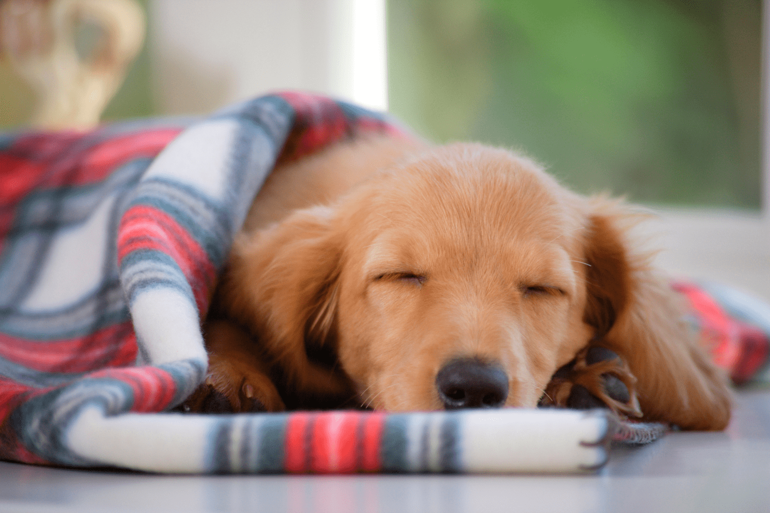 Napping Dogs Guide: Sleep Signs Every Pet Parent Needs