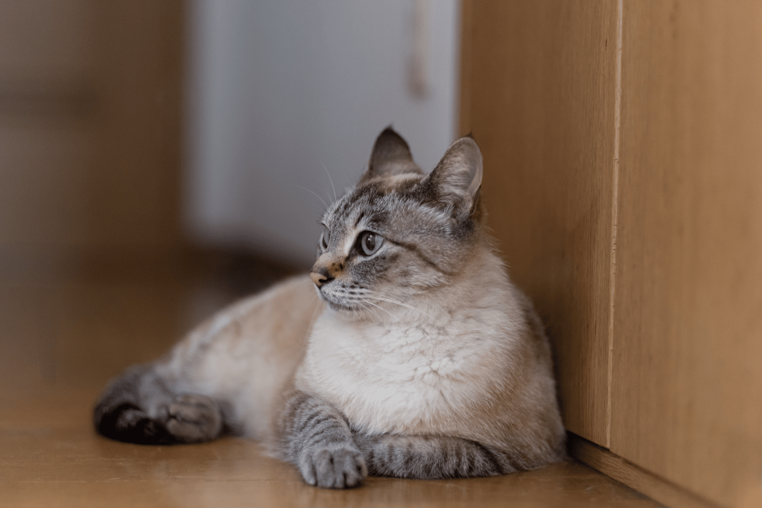 Best Cat Food for Hairball Control: 2025 Guide