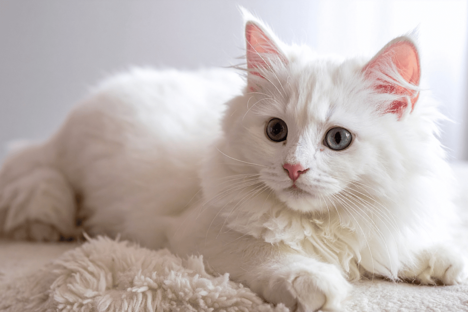 Cat Dandruff Treatment: Gentle, Natural Remedies That Work