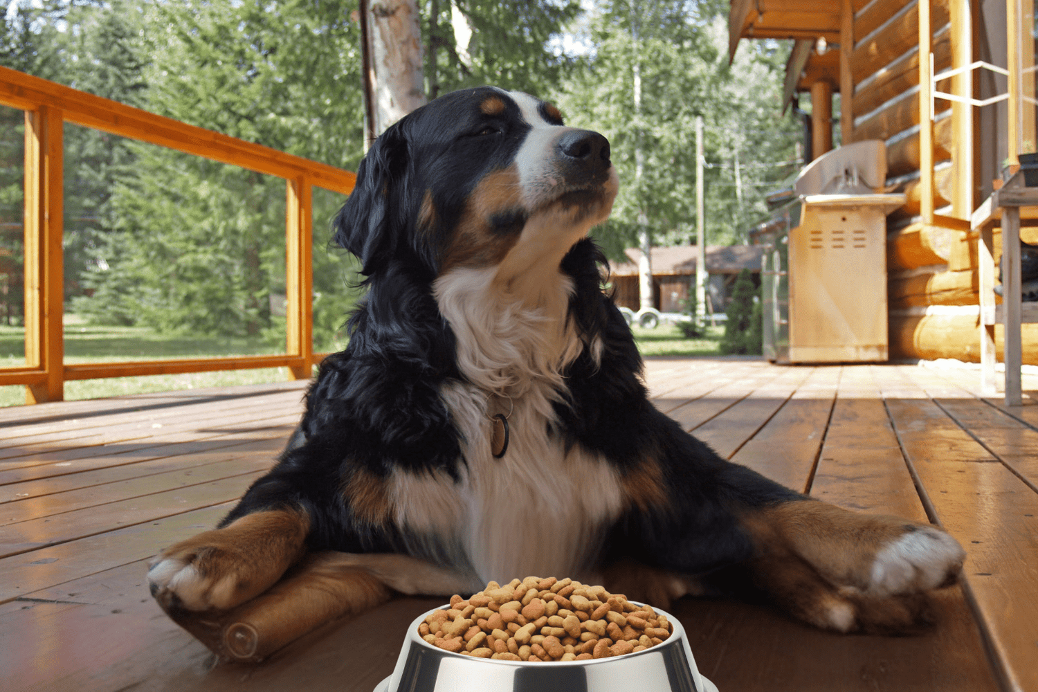 Taste Of The Wild Dog Food: Honest Natural Review