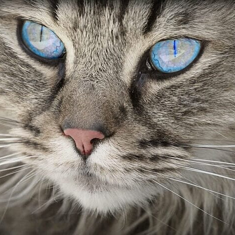 Blue Eyed Grey striped cat with close up of whiskers