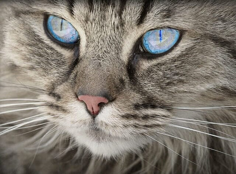Whisker Watch: How Cats Navigate the World Through Their Whiskers