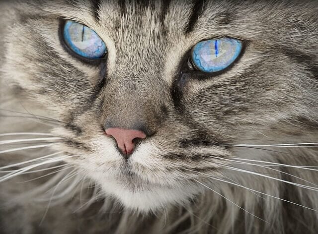 Blue Eyed Grey striped cat with close up of whiskers