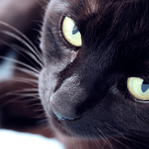 Close up of the yellow green eyes of a black cat lying down