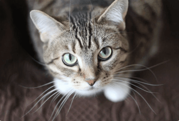 Cute yet shy cat looking up at camera