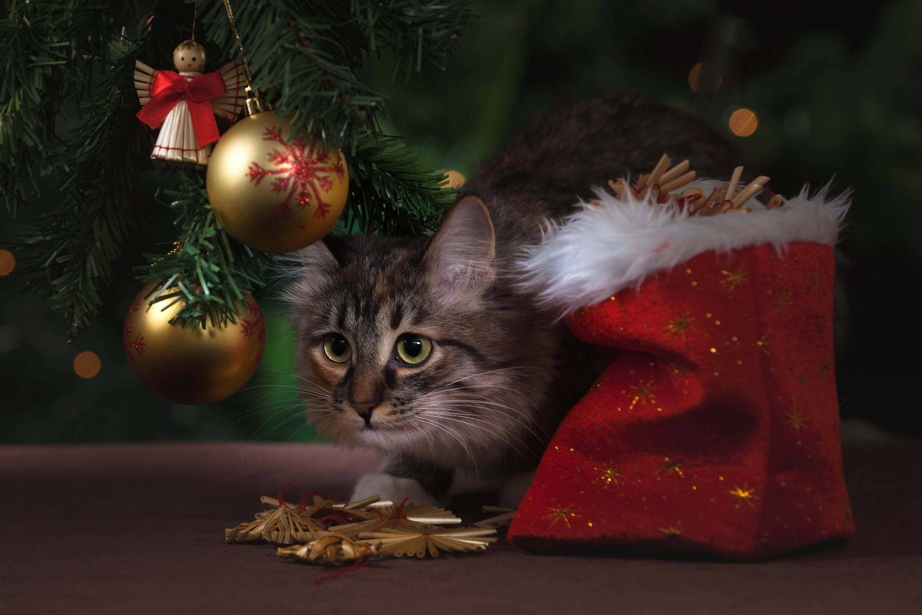 Cat next to red stocking underneath a Christmas tree