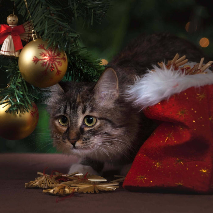 Cat next to red stocking underneath a Christmas tree