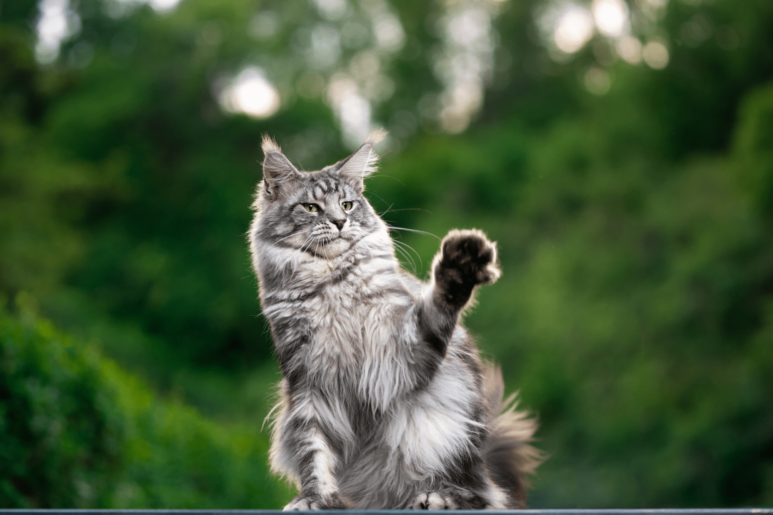 Cats Big Guide: From Wild Tigers to Maine Coons