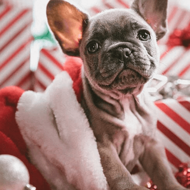 Dog with candy cane wrapped gifts behind him sitting in a Santa hat