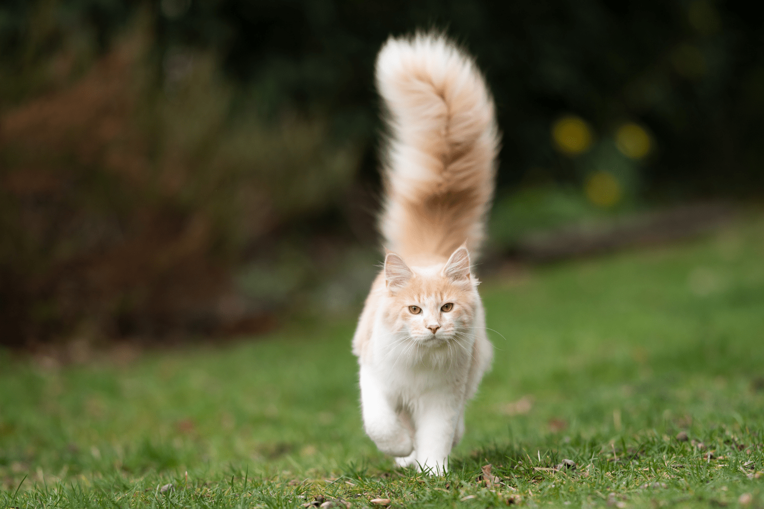 Cat Fluffy Tail: What It Means & How to Care For It