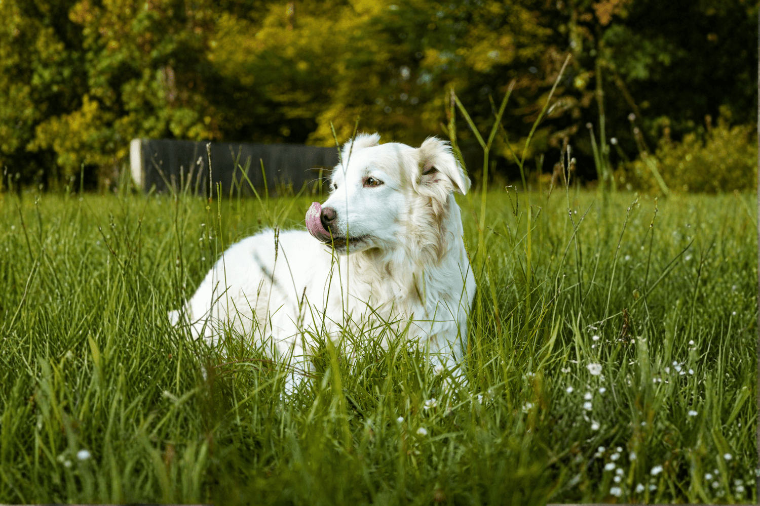 Why Dogs Lick Air + Gentle Homeopathic Fixes