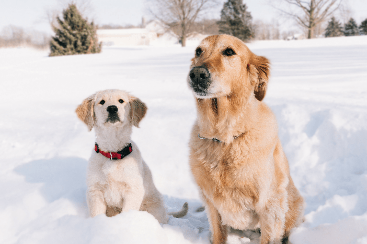 Dogs for Winter: Ultimate Cold Weather Care Guide
