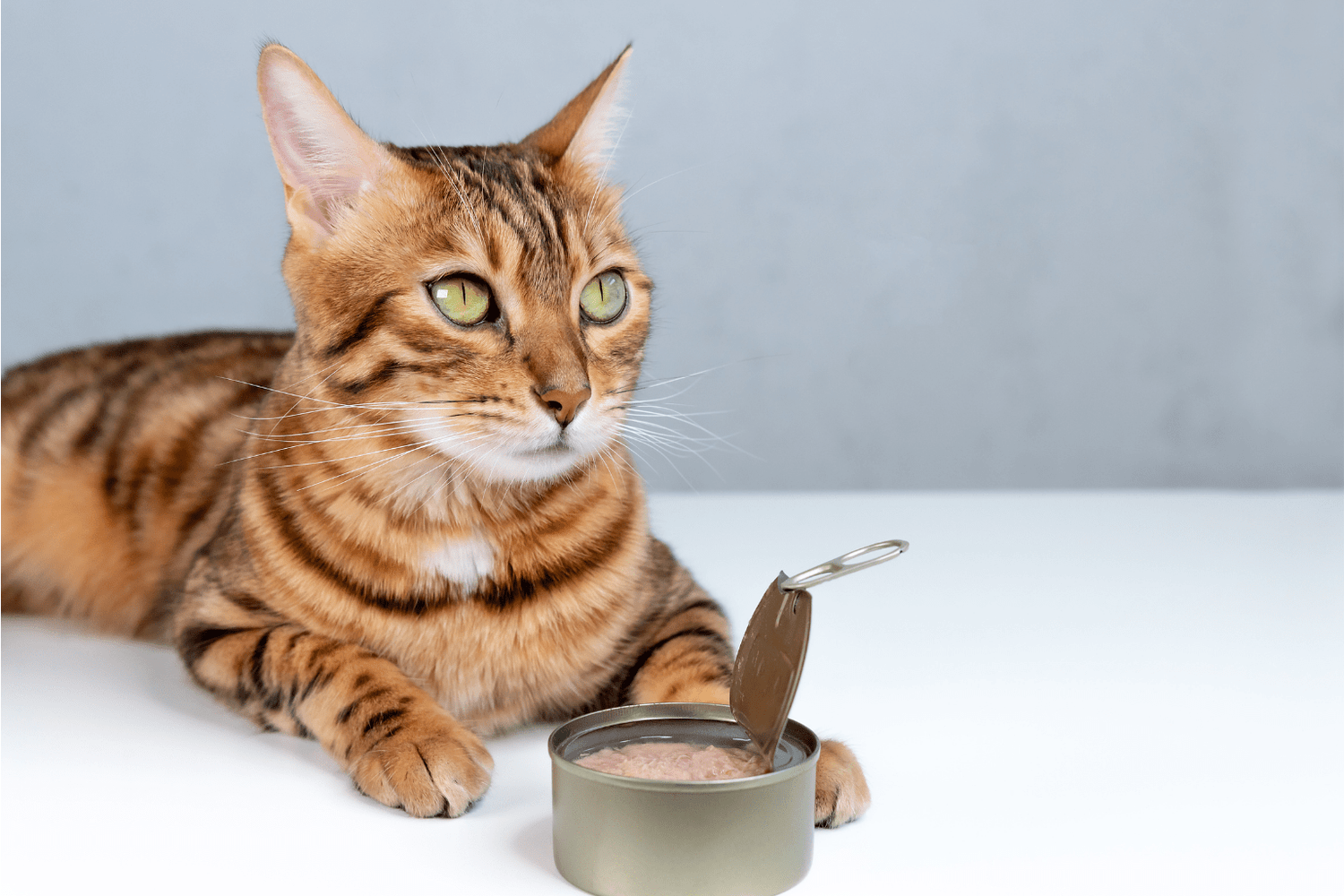 Canned Cat Food High in Protein: Ultimate Natural Care