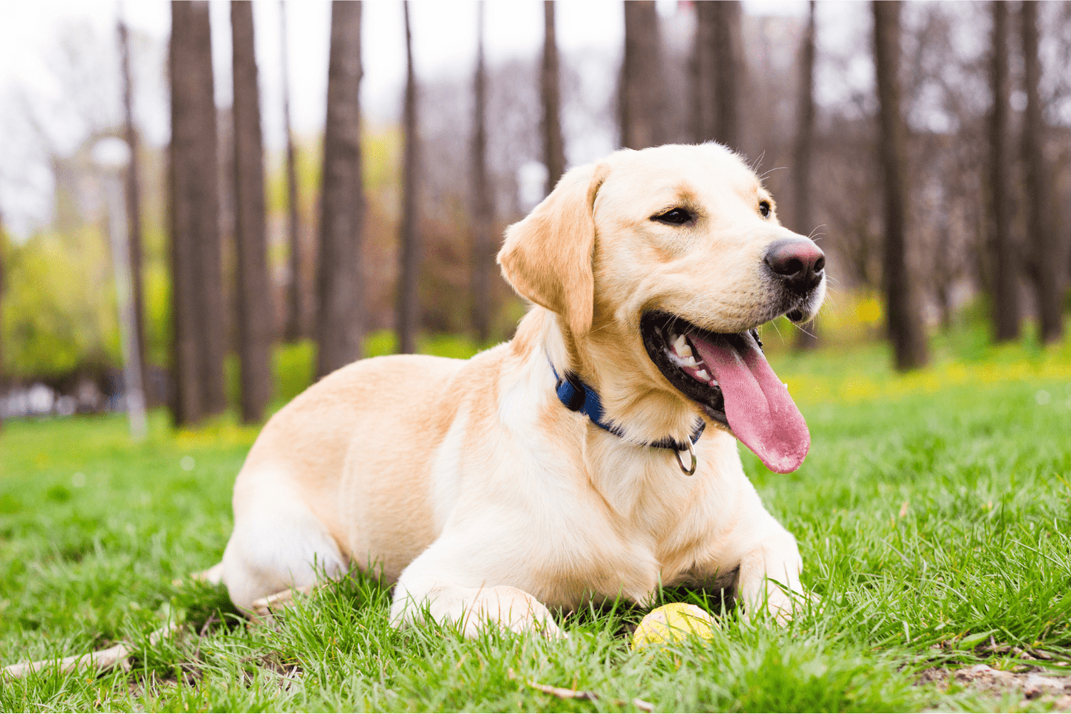 Respiratory Issues in Dogs: Natural Relief Guide