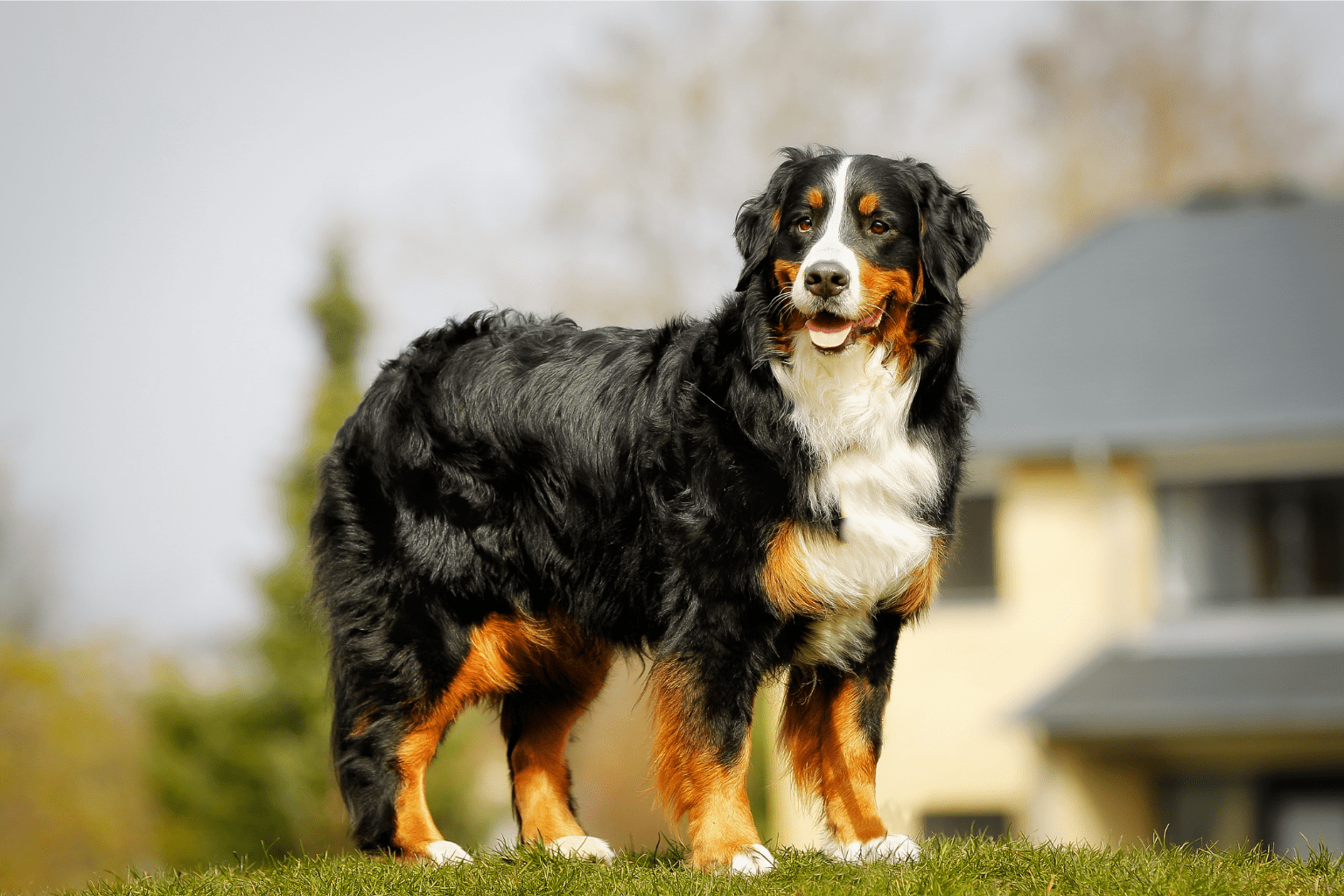 Dog Lung Health: Natural Remedies & Nutrition Guide