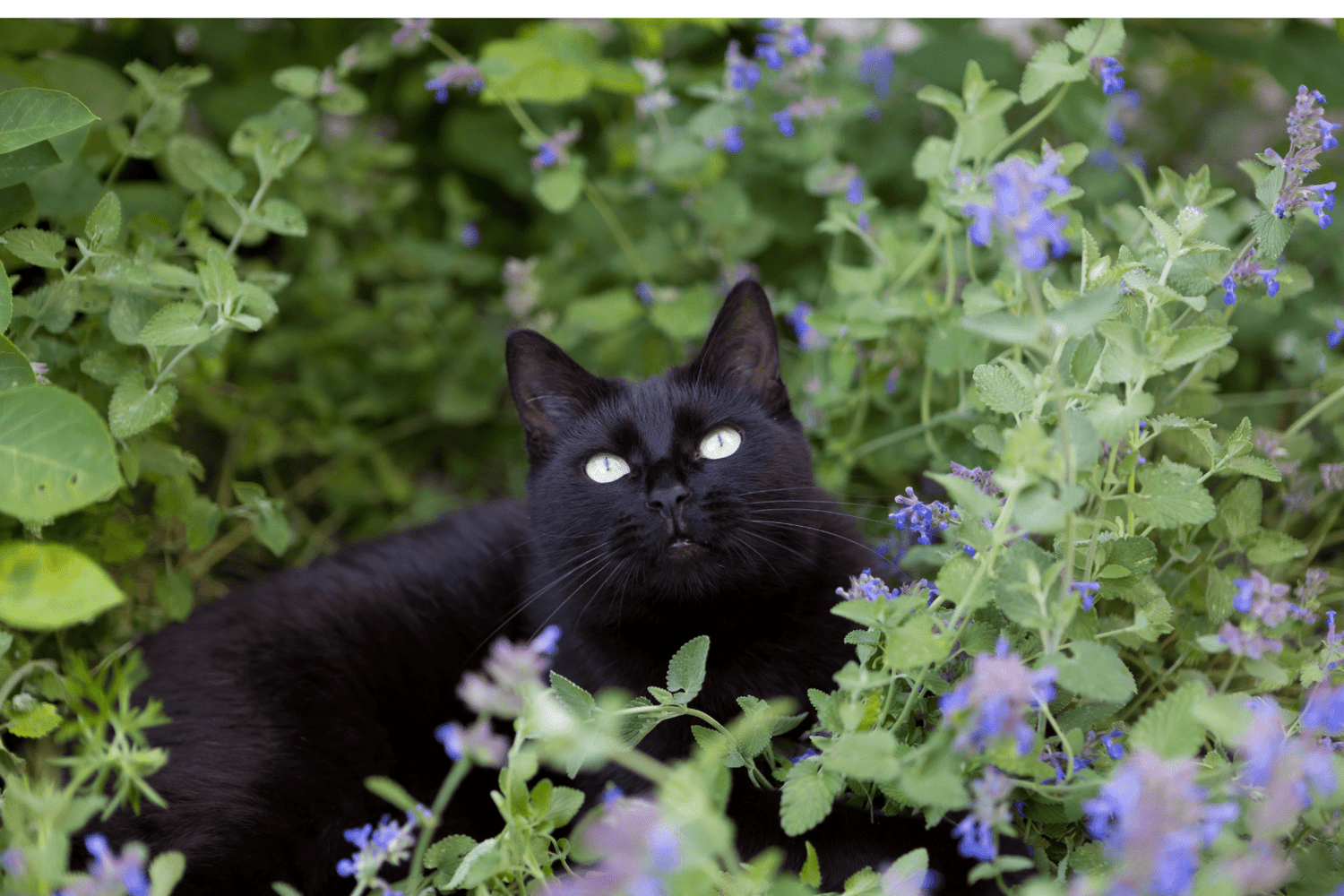 Cat Crack: Natural Joy or Just Hype? The Truth