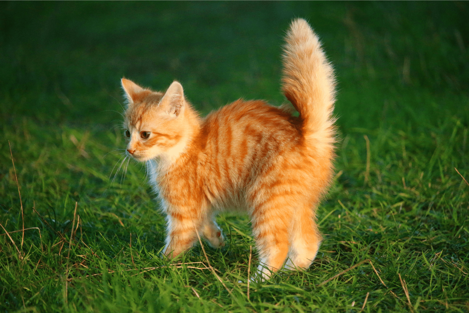 Cat Back Twitching: When to Worry & Natural Remedies