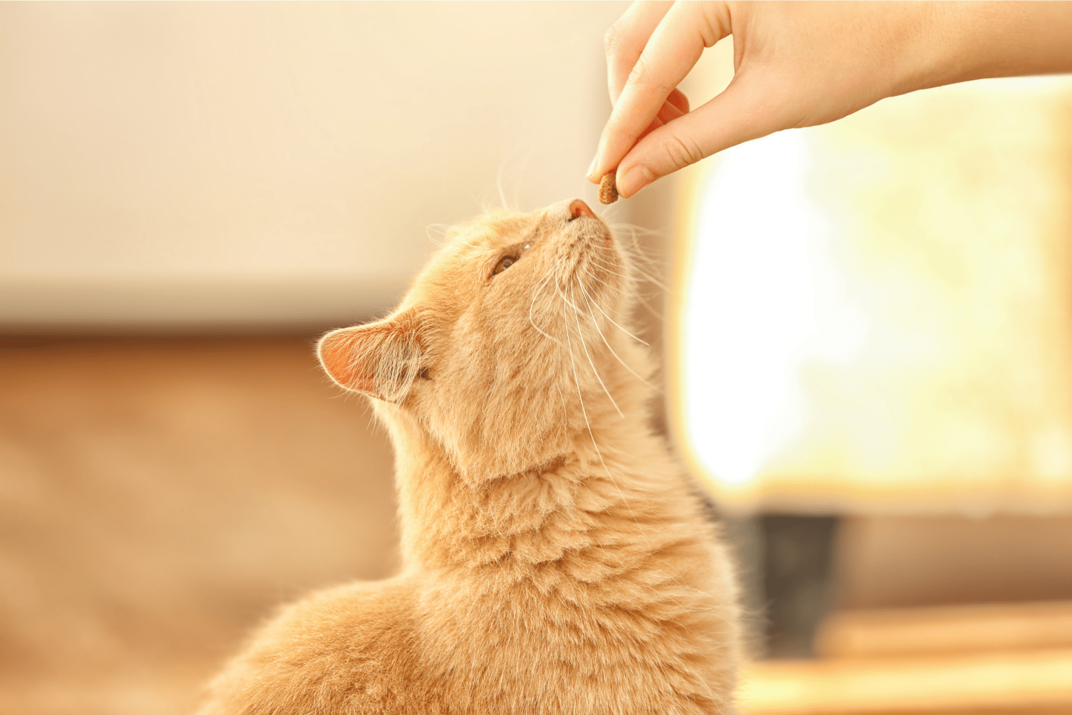 Feeding the Cat — Real Solutions for Every Age