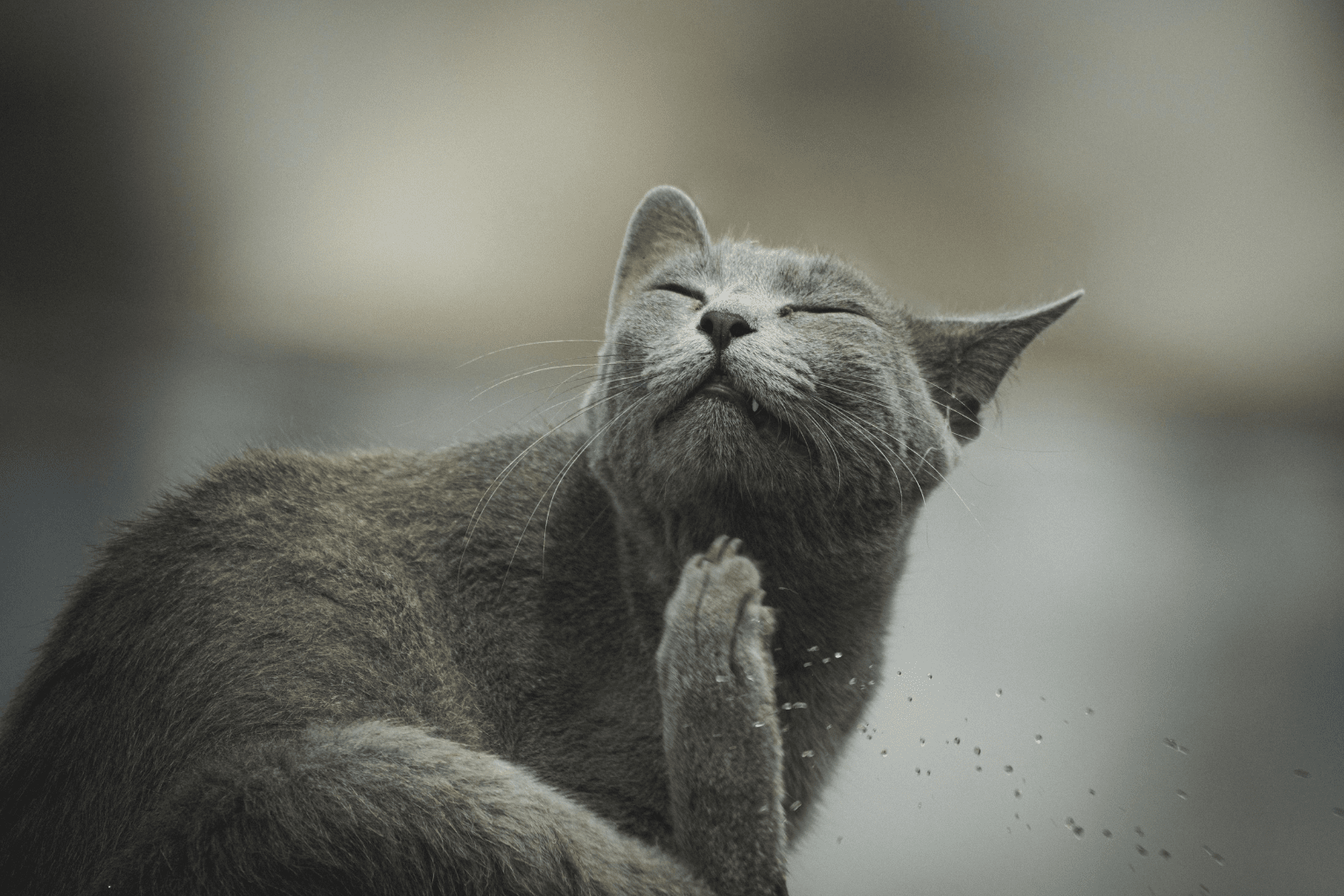 How Can I Soothe My Cats Itchy Skin? Real Solutions