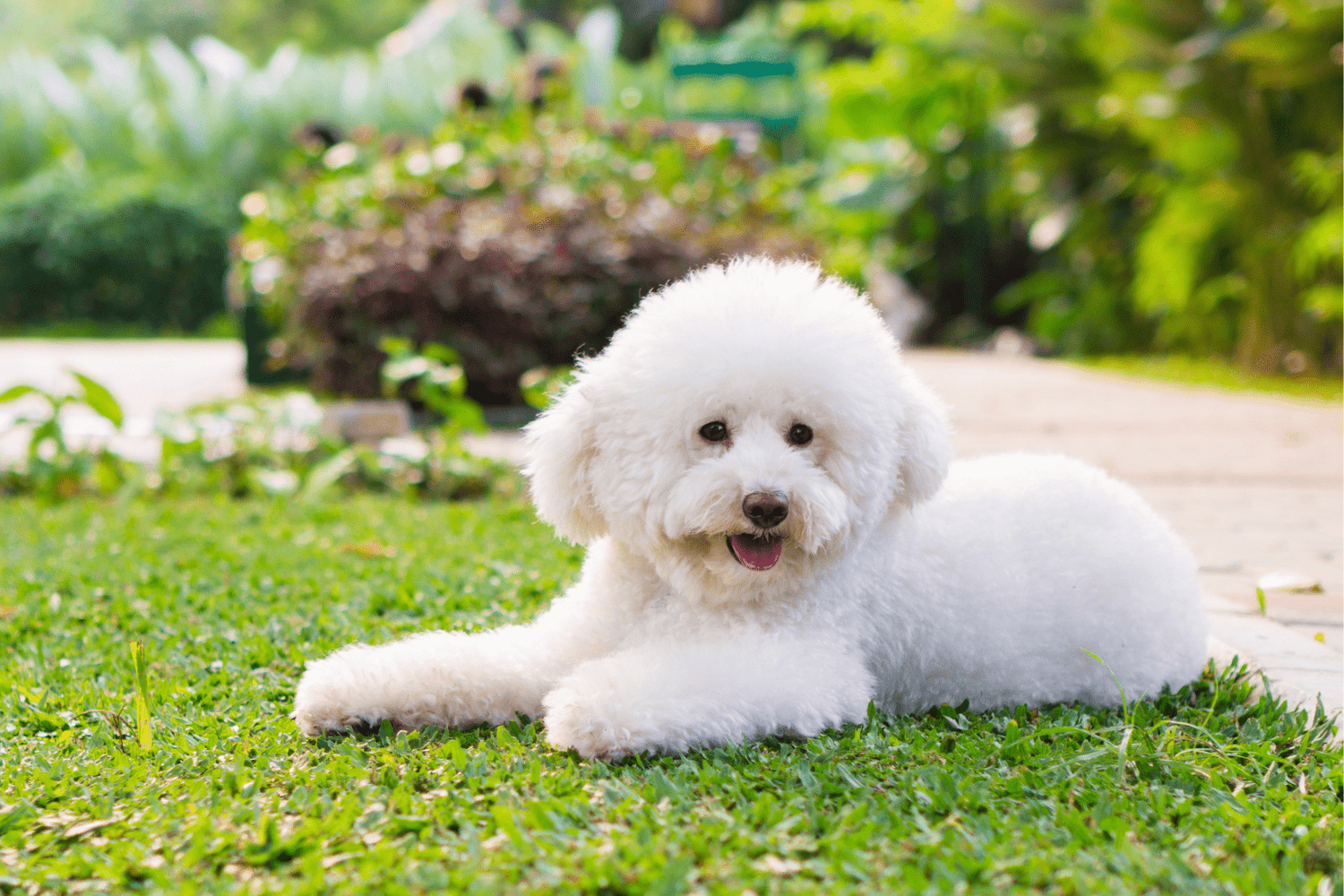 Affiliate Program Pets: Ultimate 2025 Guide