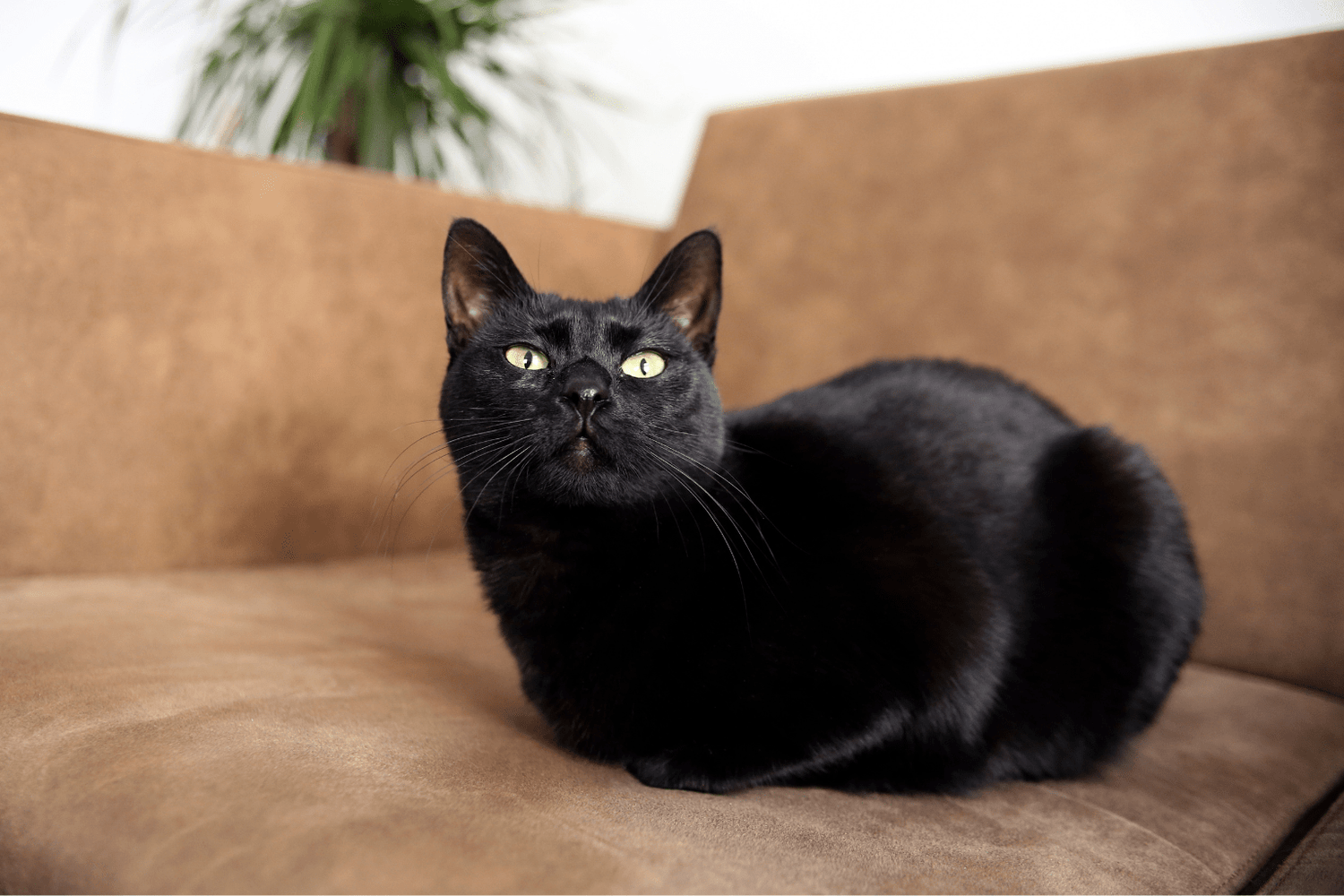 Help! My Cat Wont Eat Wet Food – Gentle Fixes