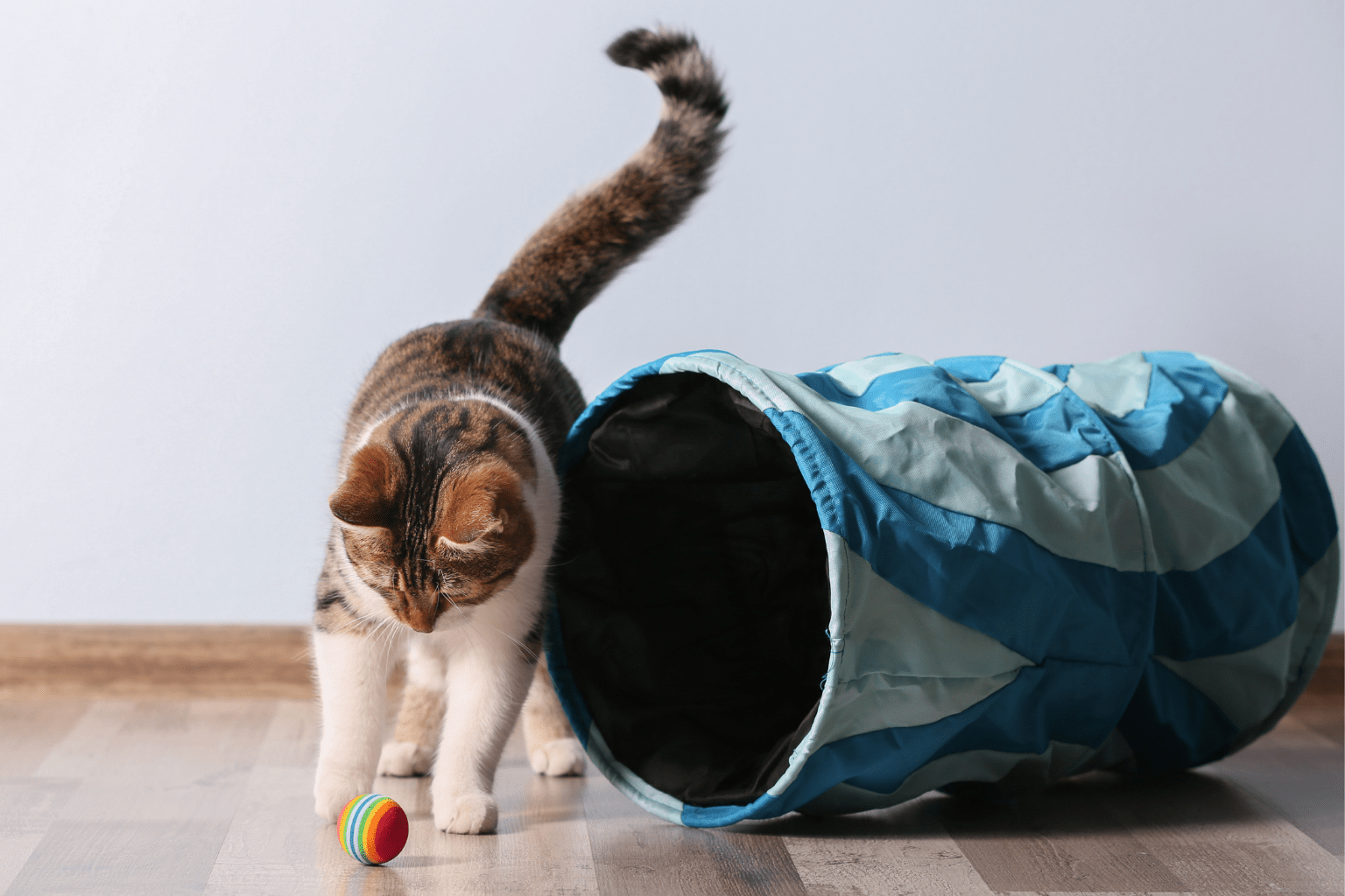 Playful Cats: Natural Secrets to Longer, Happier Lives