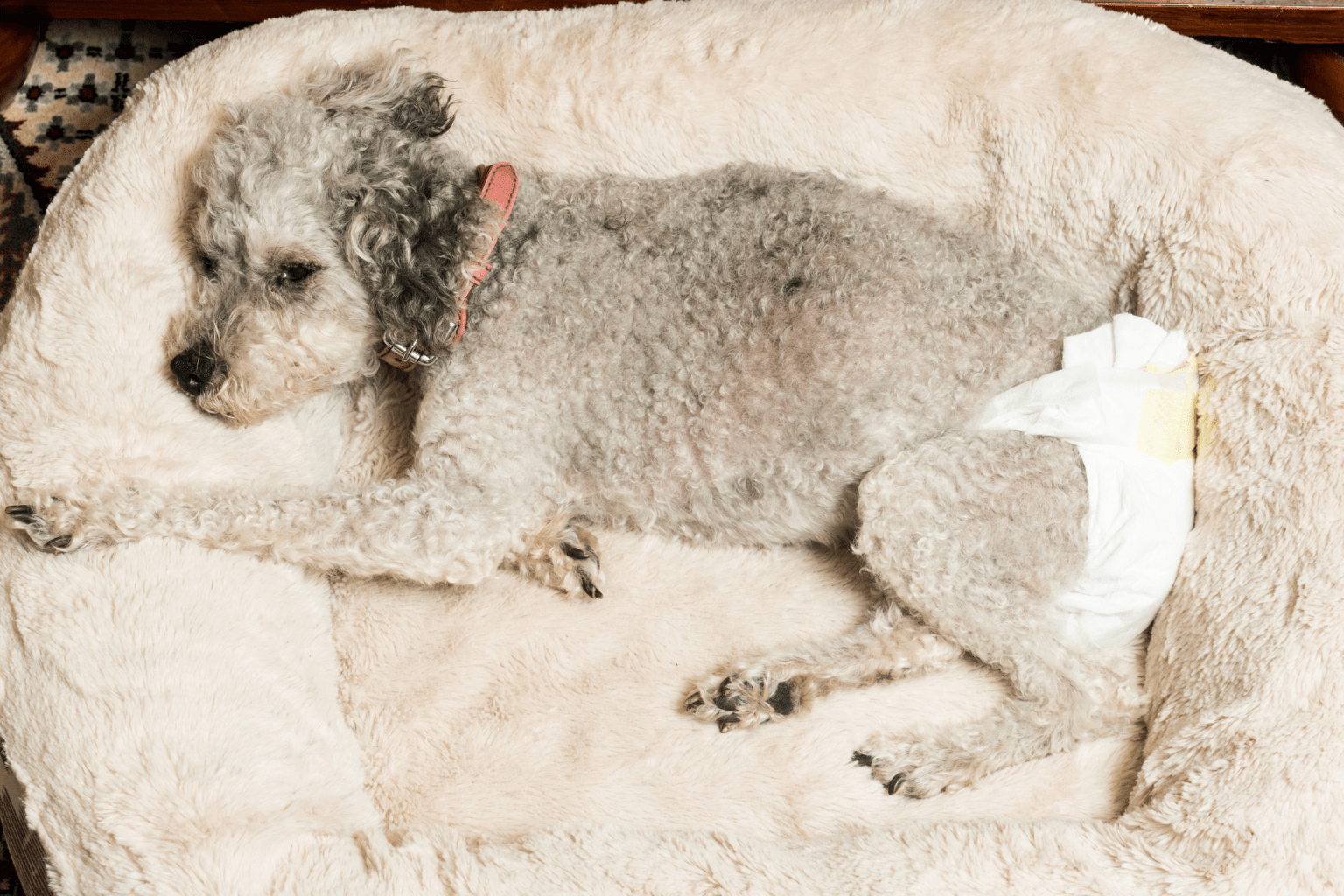 Best Dog Diapers: Complete 2025 Pet Parent Guide