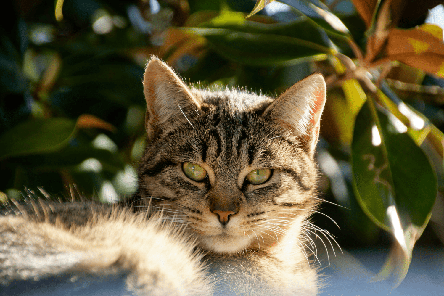 Low Maintenance Cats: Complete Guide to Easy Feline Care