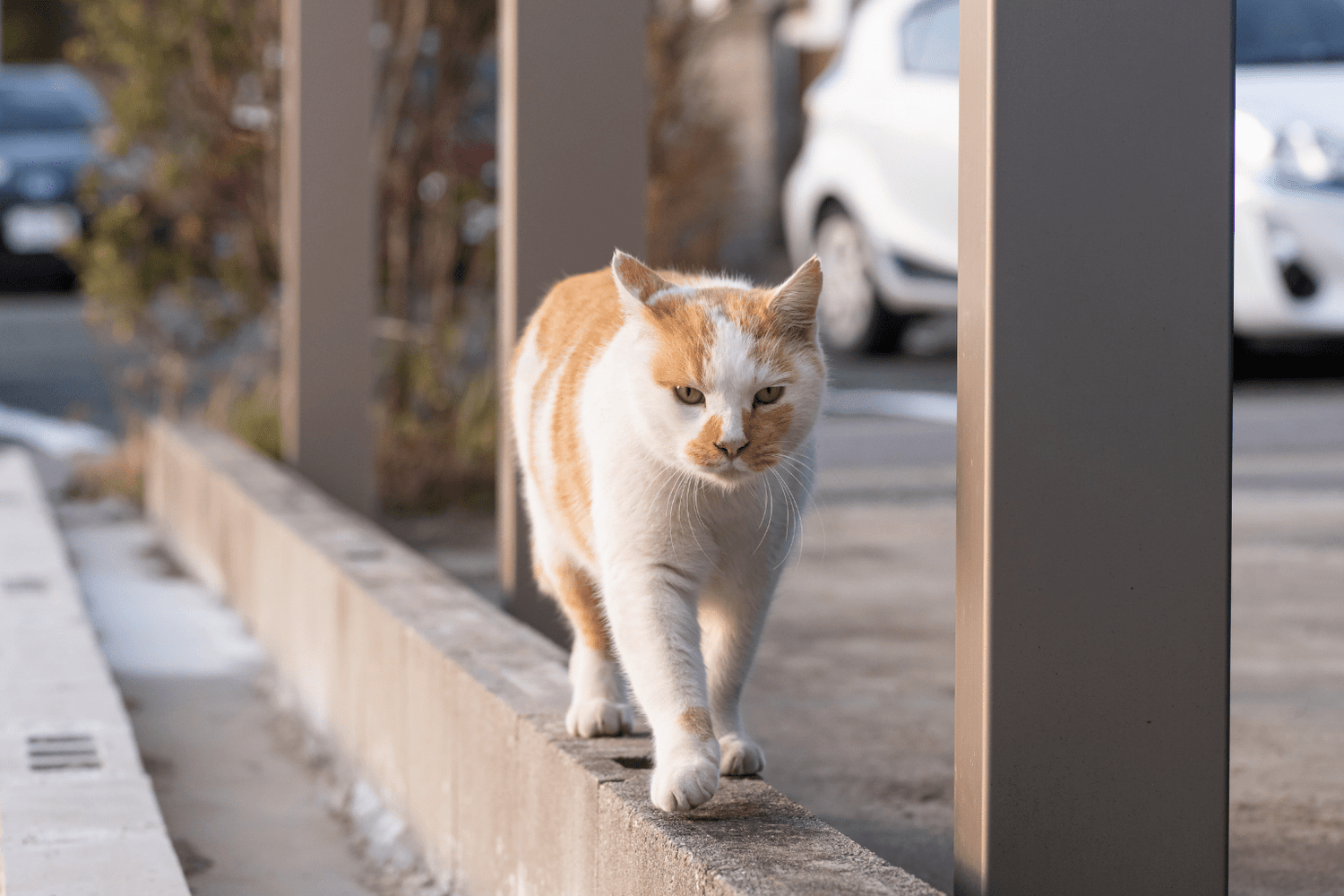 Why Is My Cat Walking Sideways? Holistic Solutions