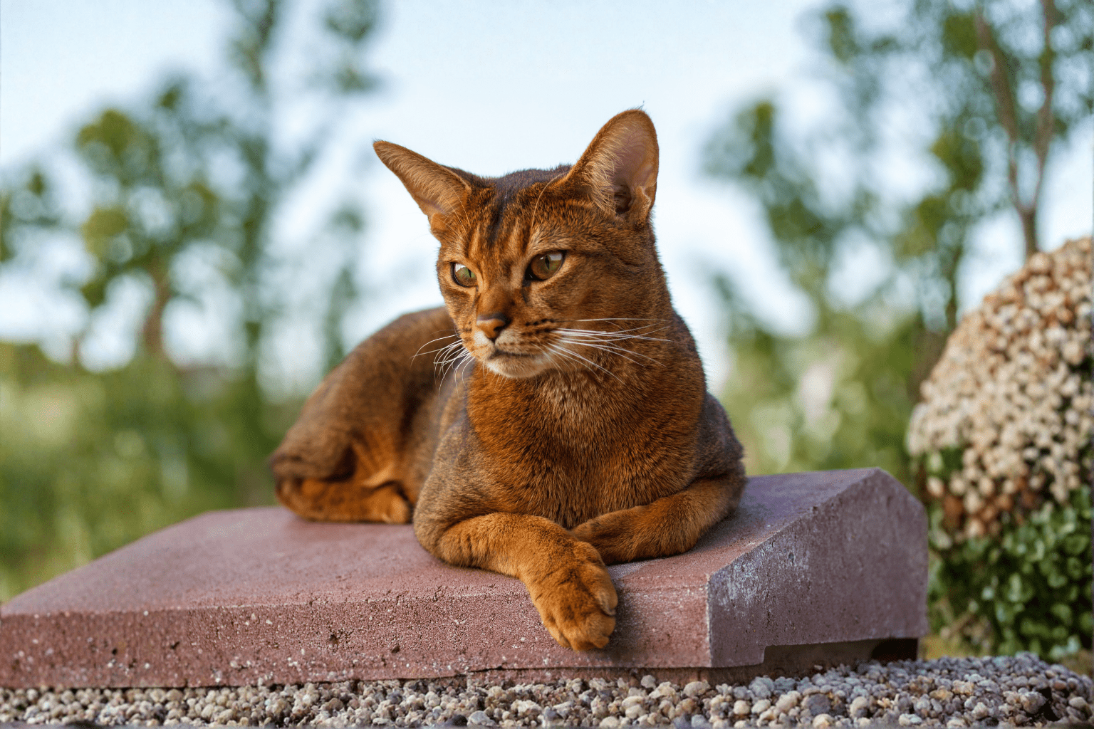 Instinct Cat Food Review: Complete 2025 Guide