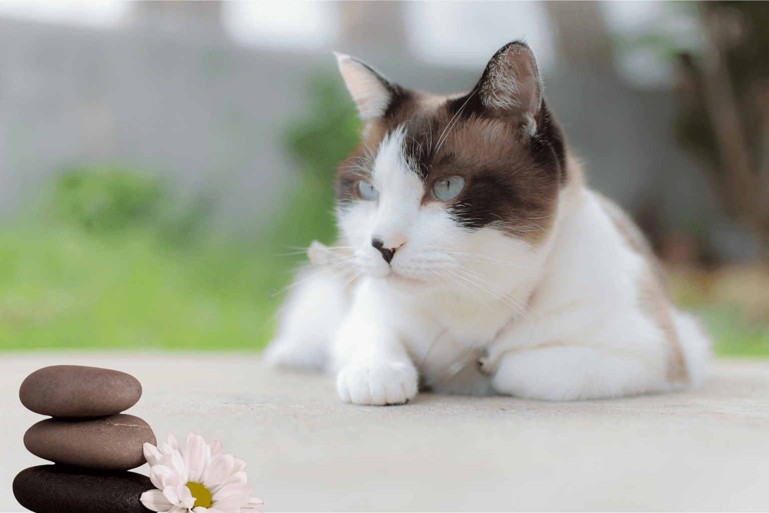 Burn Cat: Natural First Aid & Healing Guide 2025