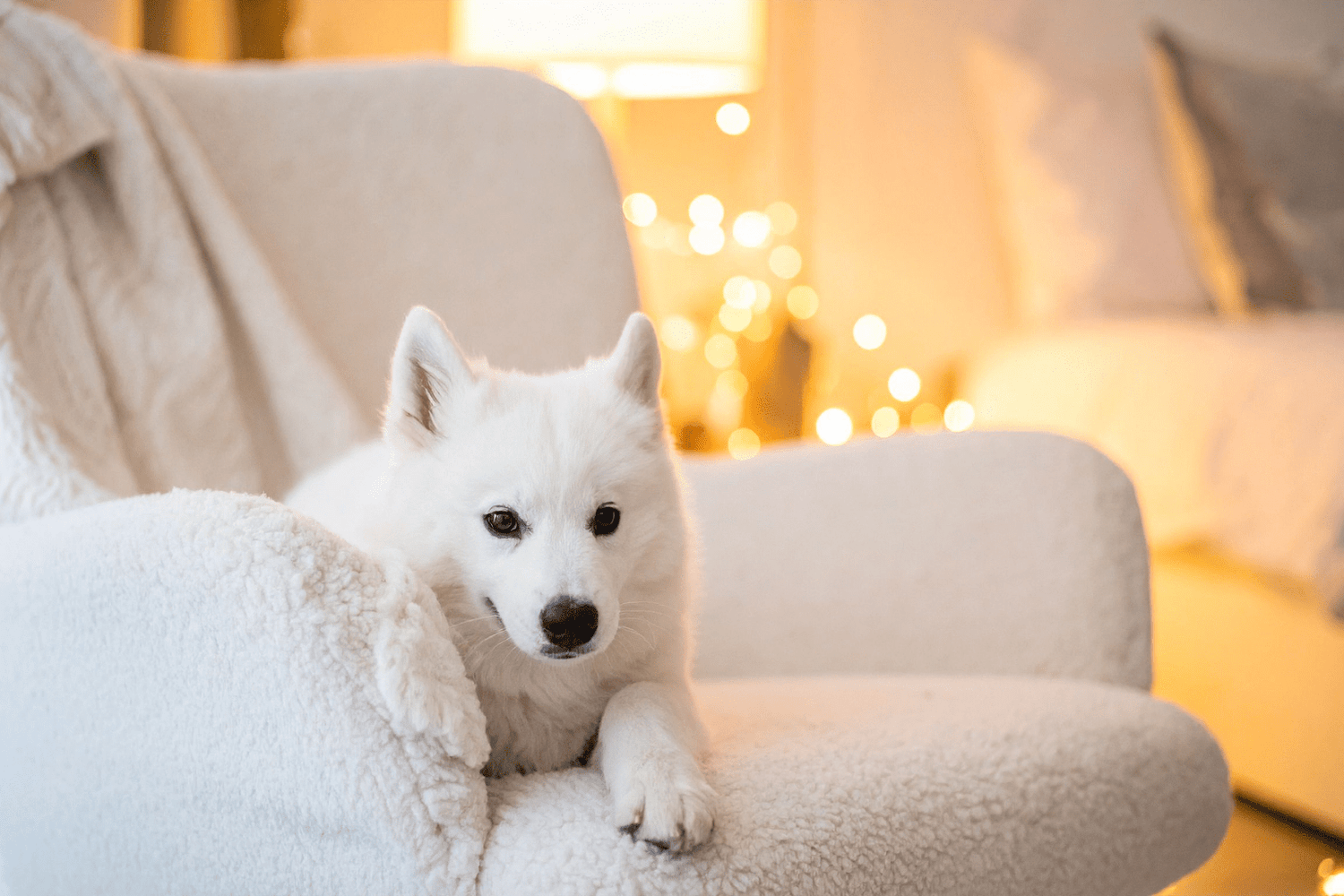 Pets Indoors: Complete Wellness Guide for Happy Homes