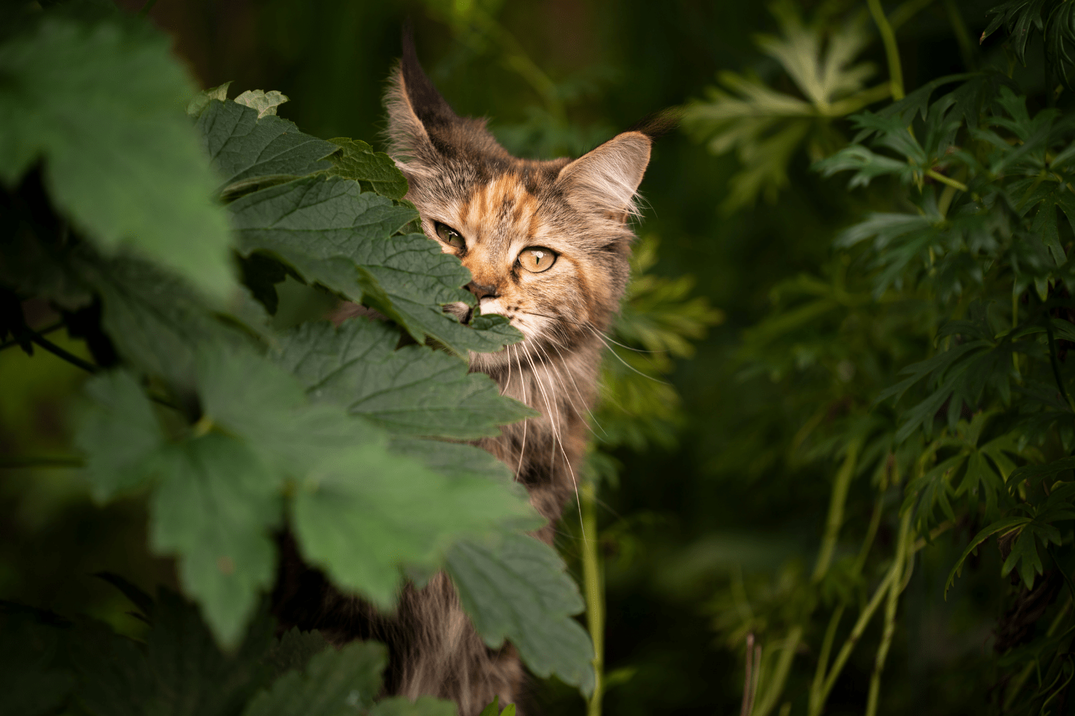 Why Cats Chew & How to Help With Natural Remedies
