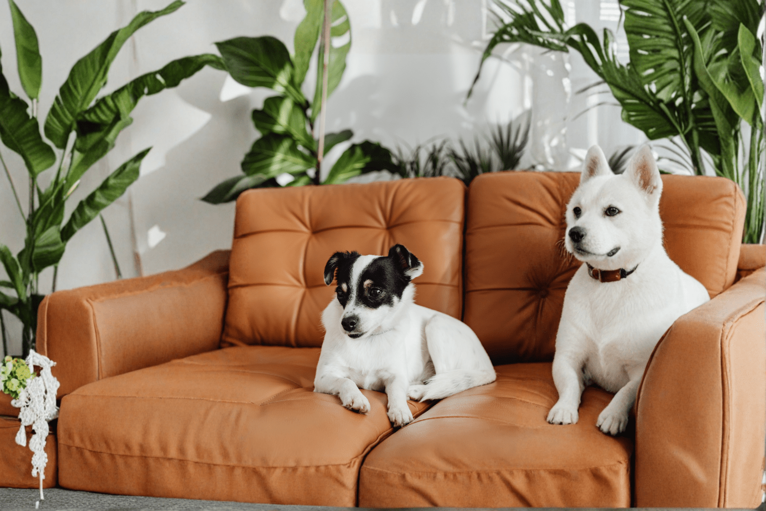 How to Tell If My Dog Has a Food Allergy: Complete Guide