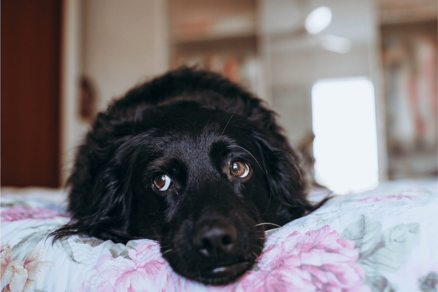 Pet Experts Guide: Natural Wellness for Your Pet