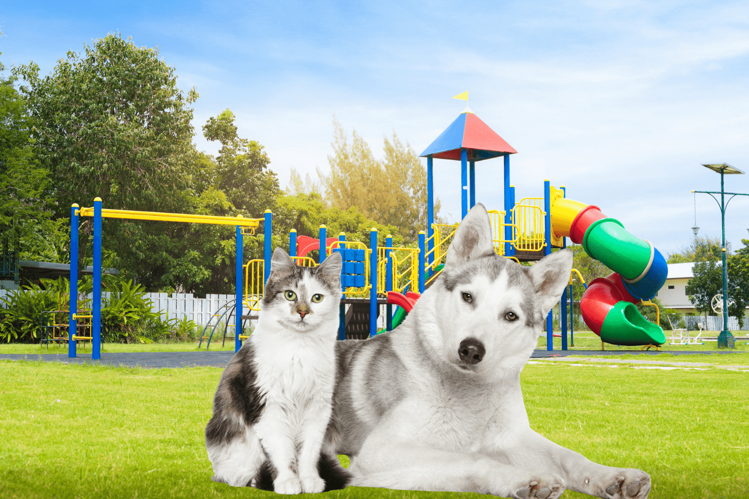 Whats the Difference Between Dog and Cat Food?