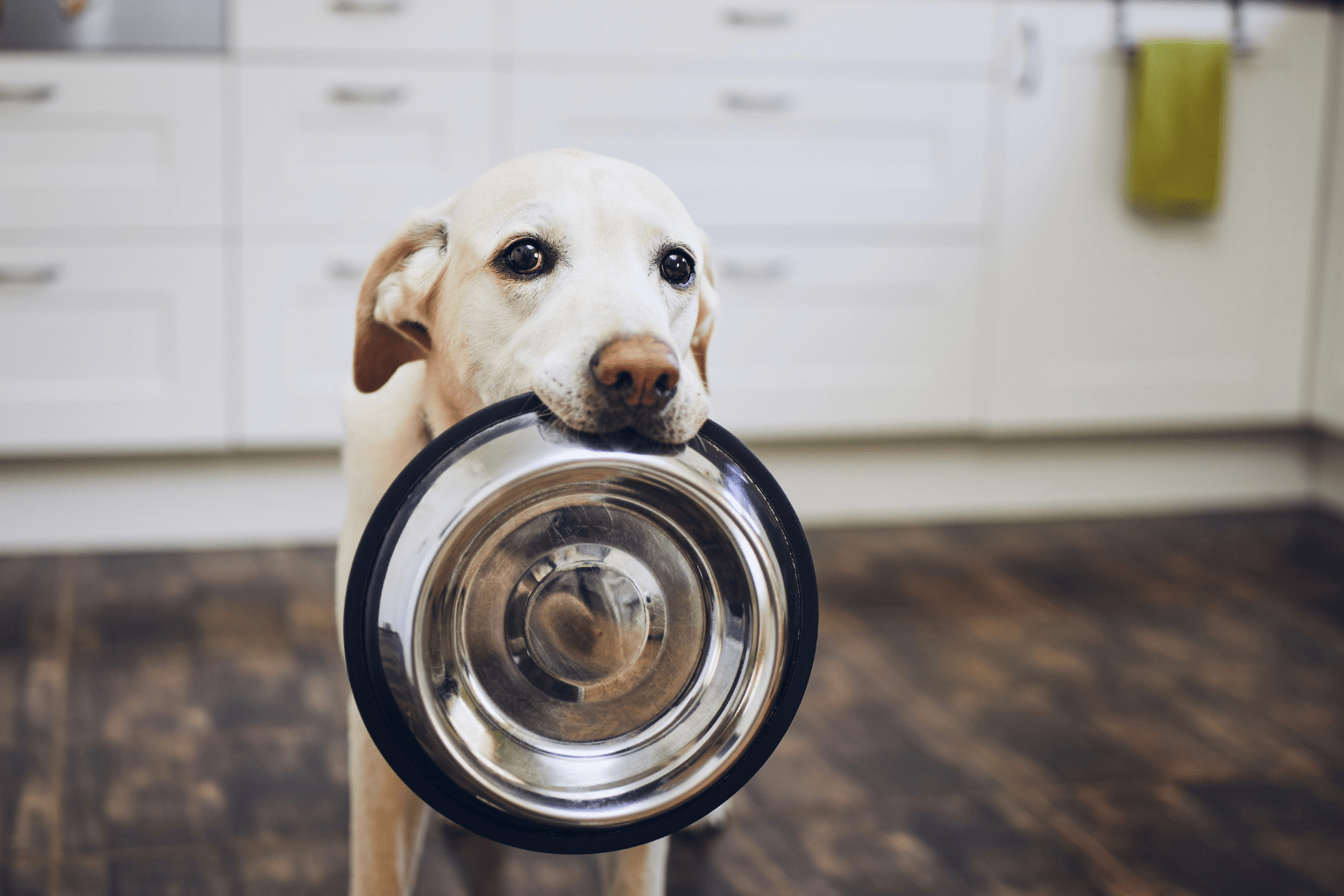 Dog Food Nutrition Label: Your Complete Guide