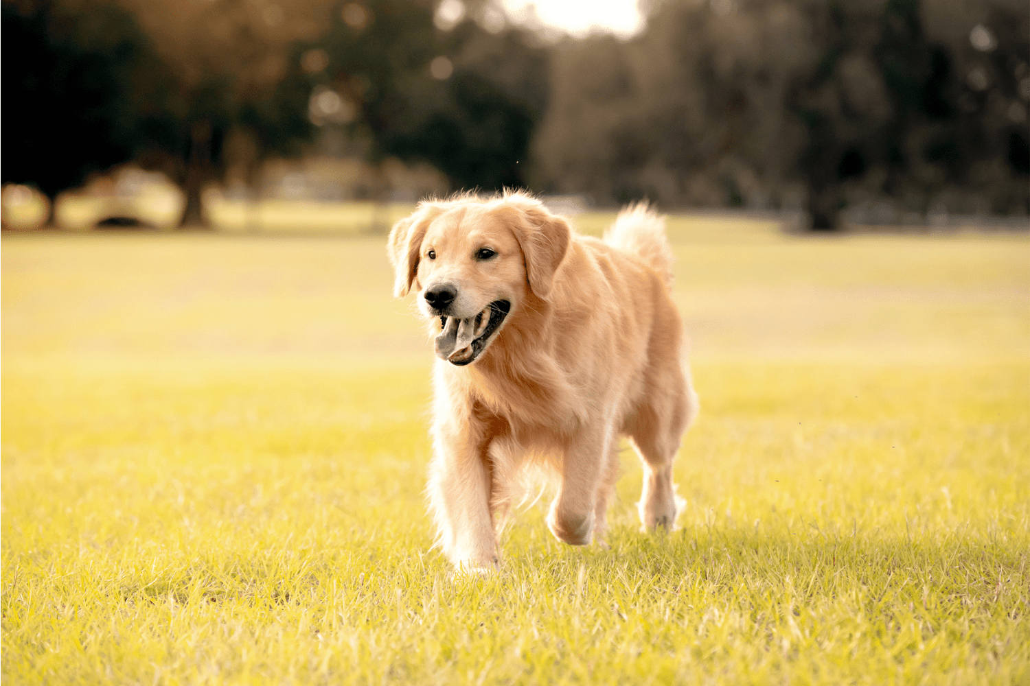 Native Pet Reviews: Natural Wellness Guide for Dogs