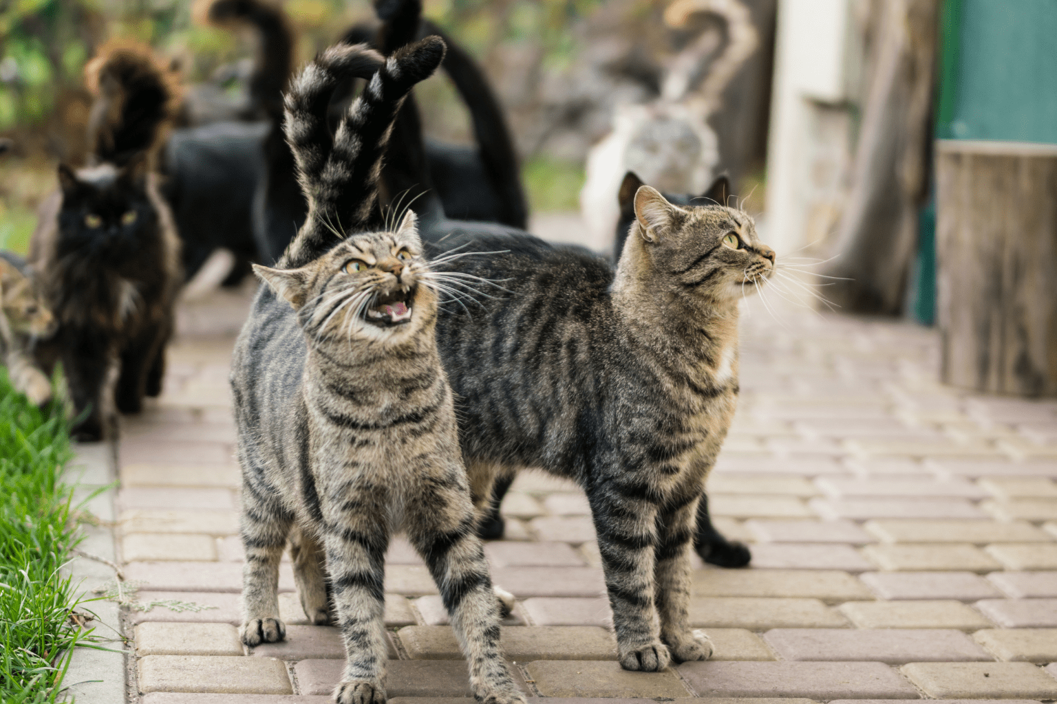 Cat Contests: How Every Cat Can Shine Naturally