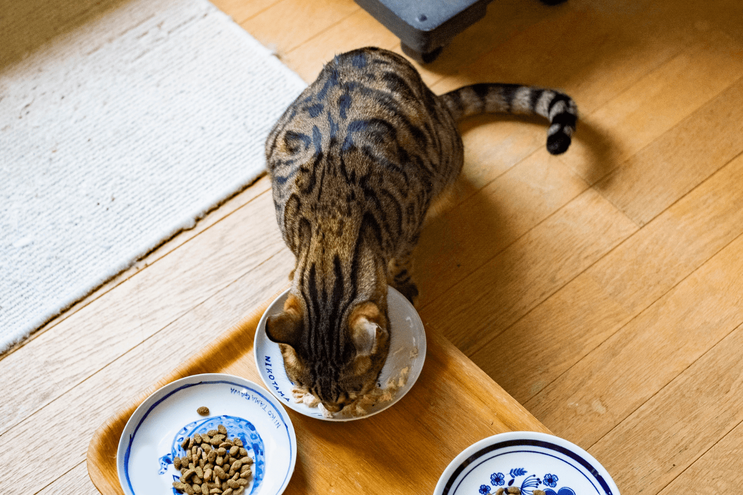 Ash Content Cat Food: The Complete Guide for Parents