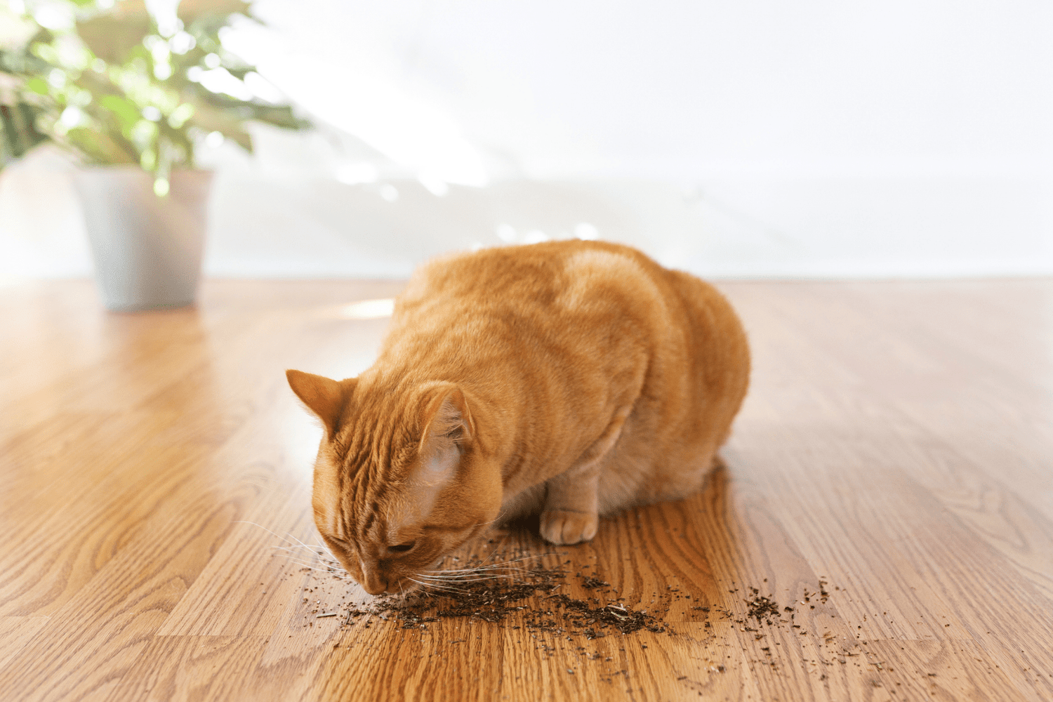 Catnip For Cats Benefits: Your Natural Guide